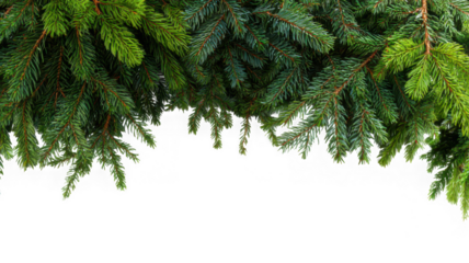 Pine tree branches top border isolated on transparent background