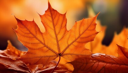 vibrant orange maple leaf with rich seasonal textures for fall themes
