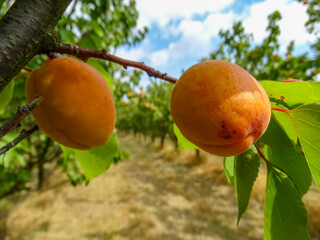 Juicy ripe apricots on branches in an orchard