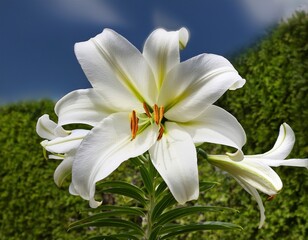 Fototapeta premium simple flowering garden plant white lily