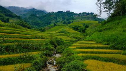 Rice Terraces in Sapa