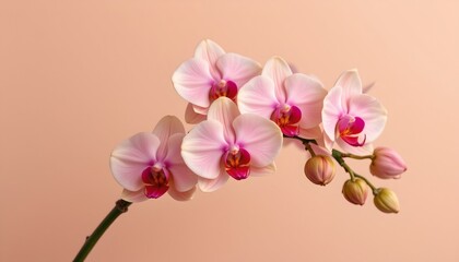 Fototapeta premium a vibrant bouquet of pink flowered phalaenopsis orchids