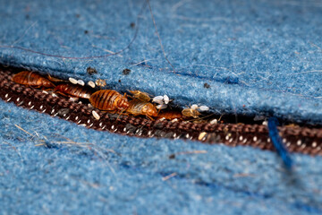 Bed bugs in a matress seam