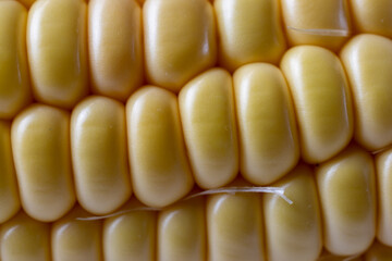 Close up of a raw sweetcorn