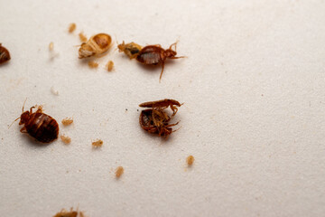 Dead Bed Bugs and Nymphs on White Surface - Pest Infestation Concept