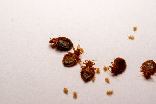 Dead Bed Bugs and Nymphs on White Surface - Pest Infestation Concept
