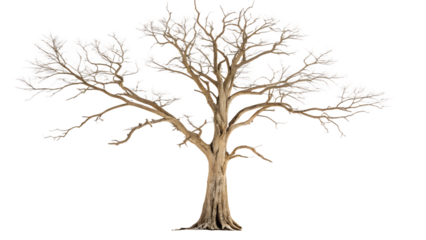 A tall, bare tree with intricate branches reaching towards the sky in winter isolated on transparent background