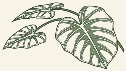 Obraz premium Alocasia plant illustration vector image for botanical design and tropical leaf art print and pattern design use