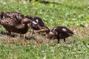 duck and ducklings
