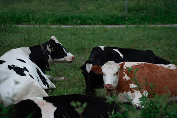 Cows ruminating on a pasture together on a summer day in Scandinavia.