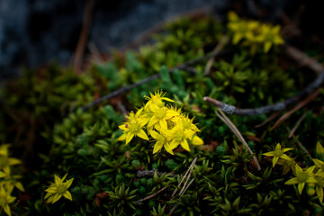 Yellow saxifrage blooming on a mountain path in Northern Europe on a summer day.