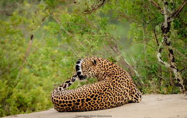 The Sri Lankan Leopard - Panthera pardus kotiya