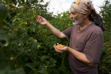 The raspberries are ripe. Senior citizen picks large yellow berries from the bush into his palm.
