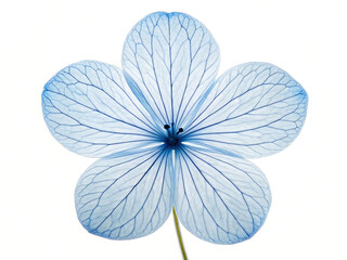 Fototapeta premium A delicate blue flower with visible veins against a bright white background in a close up shot
