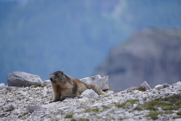 A marmot (Marmota) lying on a white limestone rock in the Dolomites, Italy.