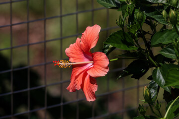 bird of paradise Hibiscus