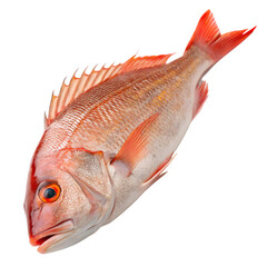 Whole red snapper fish with orange fins isolated on transparent background