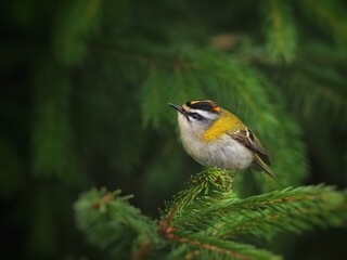 Common Firecrest (Regulus ignicapilla) in the forrest, green backgroun