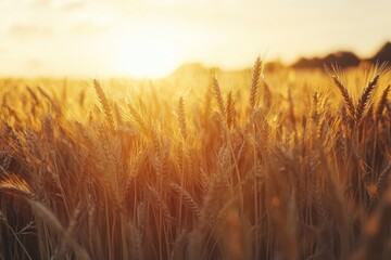 Obraz premium Sunflower blooms in a golden wheat field during a vibrant sunset, sunflower over wheat field at sunset