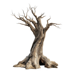 Shoe tree isolated on transparent background