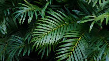 Dark green leaves of rainforest palm tree the tropical foliage plant