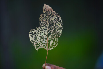 Delicate Skeletonized Leaf On Green Background