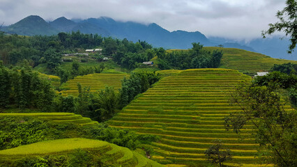 Fototapeta premium Beautiful Golden Rice Fields