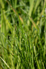 morning water droplets on grass