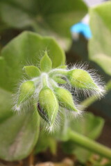 Beautiful Flowers Blooming In The Garden, Bodrum Turkey.. Macro Photography.	
