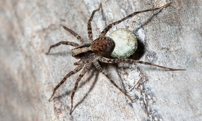 spider on a white background