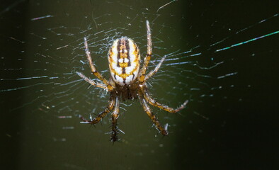 spider on the web