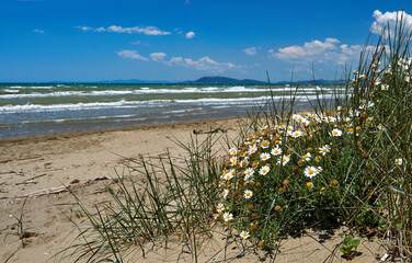 Seaside dune with blooming flowers on the Tyrrhenian Sea
