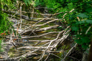 Longfellow Creek Landscape 4