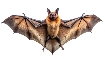 Intriguing Flying Fox Bat: Close-up, Dramatic Pose, Isolated on Black Background.