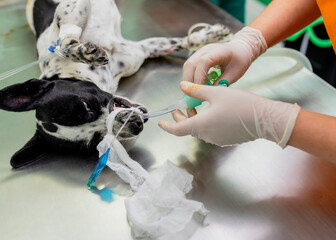 Veterinarian intubating a sedated dog for surgery or treatment in a clinical veterinary setting. Animal healthcare and anesthesia preparation.