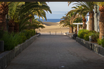 Palm trees at Maspalomas on Gran Canaria in Spain
