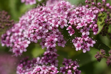 pink valentine flowers