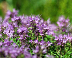 Vibrant Blooming Thyme. Fragrant Culinary Herb in Full Blossom.