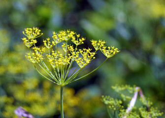 Obraz premium Dill flowers closeup macro