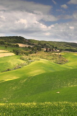 Grain and rapeseed fields south of Monticchiello hamlet next to the famous zigzagging Strada Provinciale 88. Val d'Orcia-Siena prov.-Tuscany-Italy-065