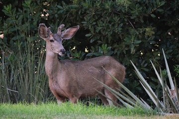 Mule deer buck standing in the park