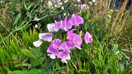 Sweden. The sweet pea, Lathyrus odoratus, is a flowering plant in the genus Lathyrus in the family Fabaceae (legumes), native to Sicily, southern Italy and the Aegean Islands. 