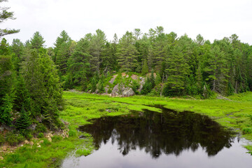 A dark, reflective pool of water sits amidst vibrant green marshland, backed by a rocky, evergreen...