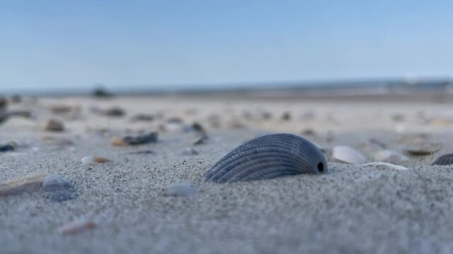 sand blowing over a shell