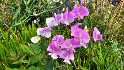 Sweden. The sweet pea, Lathyrus odoratus, is a flowering plant in the genus Lathyrus in the family Fabaceae (legumes), native to Sicily, southern Italy and the Aegean Islands. 