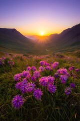 Vibrant Purple Flowers Blooming at Sunset in Mountain Valley