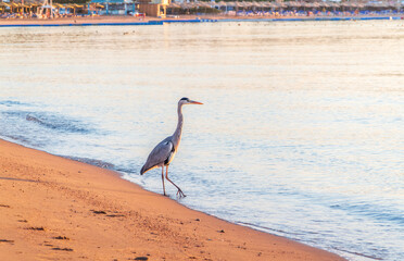 Gray heron fishing on the beach of the Red Sea. Naama Bay beach, Sharm El Sheikh, Egypt