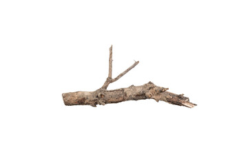 dry tree branches or wooden sticks for decoration or craft. Natural rustic element from a forest. isolated on white background with clipping path.