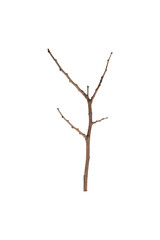 dry tree branches or wooden sticks. Natural rustic element for decoration or craft from a forest. isolated on white background with clipping path.