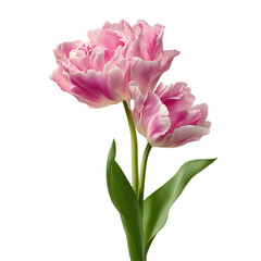 Obraz premium Elegant close up of two beautiful pink tulips isolated on a transparent background
